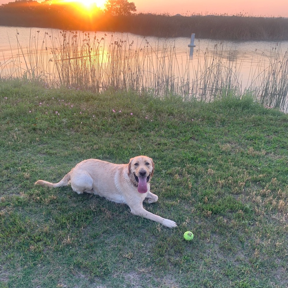 Meet your Posher, Shelby